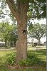 cat_in_tree-3.jpg