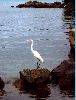 Filename=egret.jpg
Filesize=19KB
Dimensions=267x350
Date added=Oct 25, 2005 egret.jpg