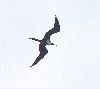 frigatebird-1.jpg